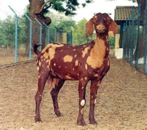 Sirohi Goat